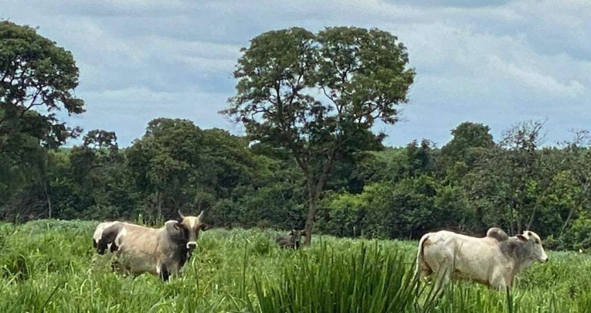 Fazenda à venda, Área Rural de João Pinheiro - João Pinheiro/MG