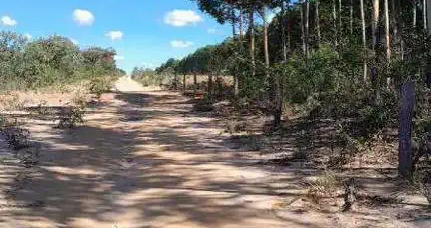 Excelente fazenda dupla aptidão com 20.000 hectares à venda em São Desidério - BA