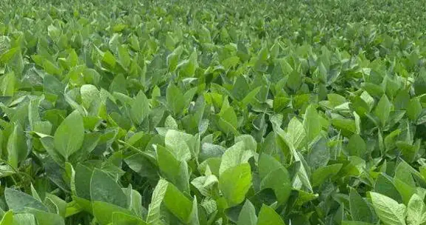 Excepciona fazenda dupla aptidão com 1.839 hectares e ótimas estruturas à venda em doverlândia - go