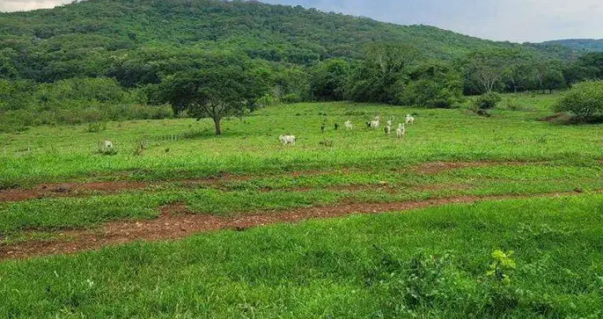 Excelente fazenda com 48,40 hectares, toda formada em pastos à venda em araguari - mg