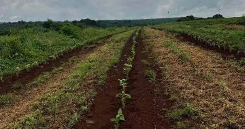 Excelente fazenda dupla aptidão com 77 hectares e boas estruturas à venda em indianópolis - mg