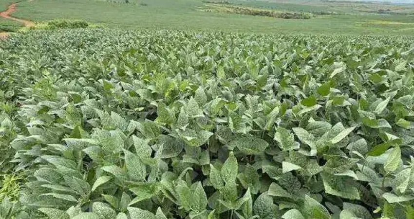 Excepcional fazenda dupla aptidão com 1.617 hectares e muito bem estruturada à venda em cristalina - go