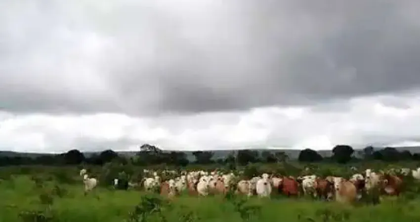 Excelente fazenda dupla aptidão com 969 hectares à venda em arinos - mg