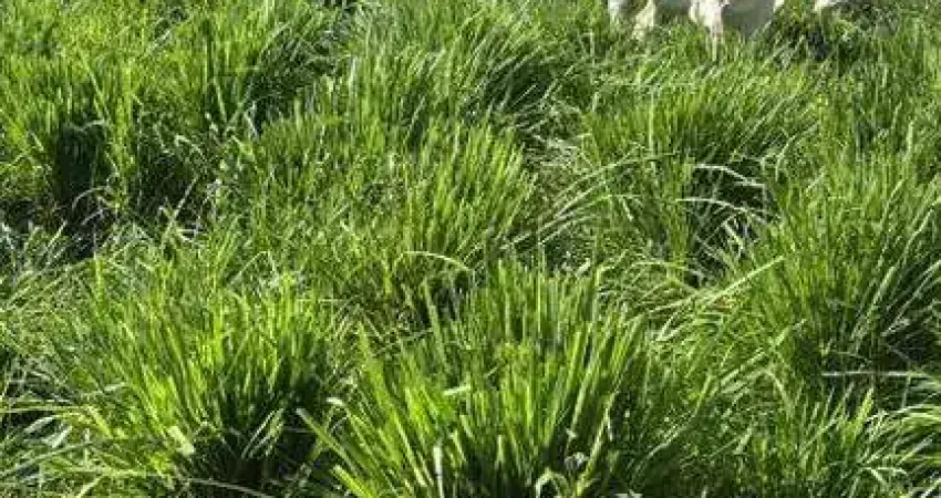 Fazenda à venda, Área Rural de João Pinheiro - João Pinheiro/MG