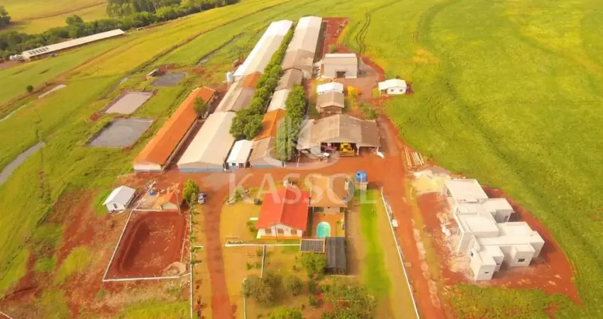 Granja de suínos com 1.600 matrizes para criação de leitões em toledo pr.