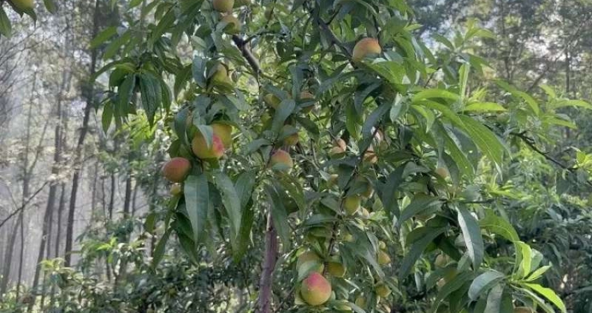 [124673]  CHÁCARA NO RIOZINHO RS 6HA ROÇA LUZ TERRA FÉRTIL POMAR E MATO DE ACÁCIA