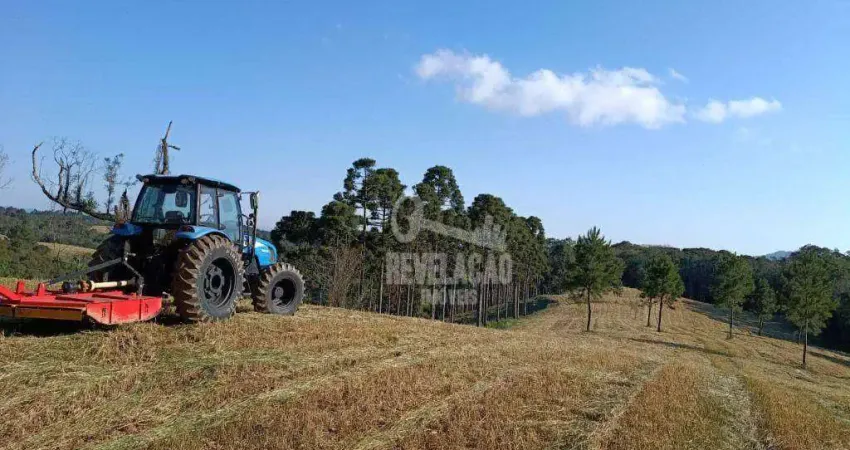 Chácara com 1 dormitório à venda, 20000 m² por r$ 350.000 - zona rural - tijucas do sul/pr