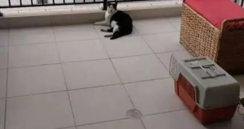 Apartamento em vila mascote com 67.00 m² , 2 quarto(s) , 1 suíte(s) , 1 vaga(s).