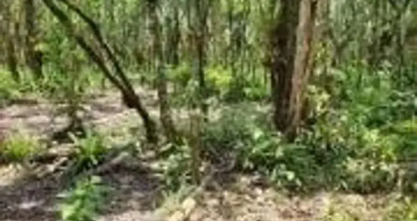 Terreno de chácara com escritura em Itanhaém.