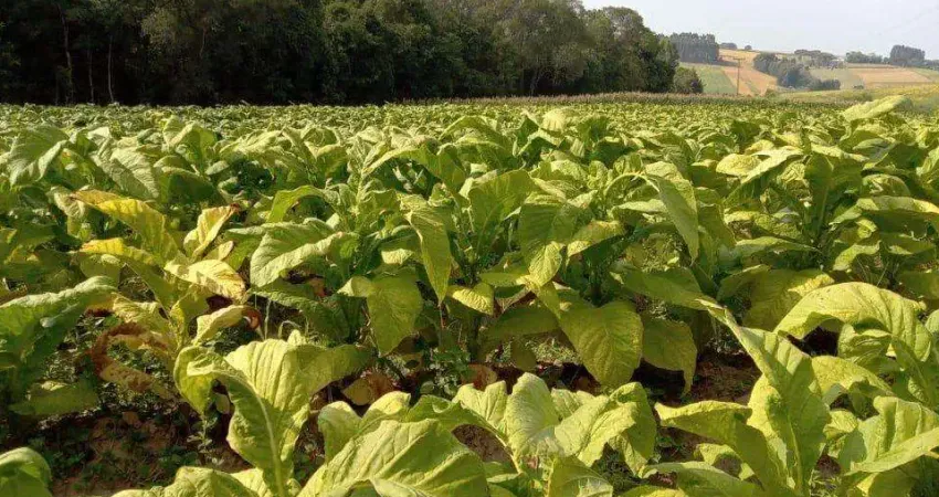 Sítio para Venda em Antônio Olinto, Cantagalo, 3 dormitórios, 1 banheiro