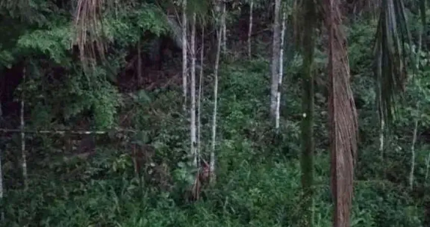 Chácara para Venda em Morretes, Estrada do Anhaia