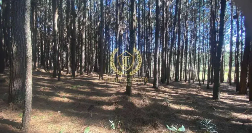 Chácara / sítio à venda na Rua Nillo Pissaia, --, Campina do Taquaral, São José dos Pinhais