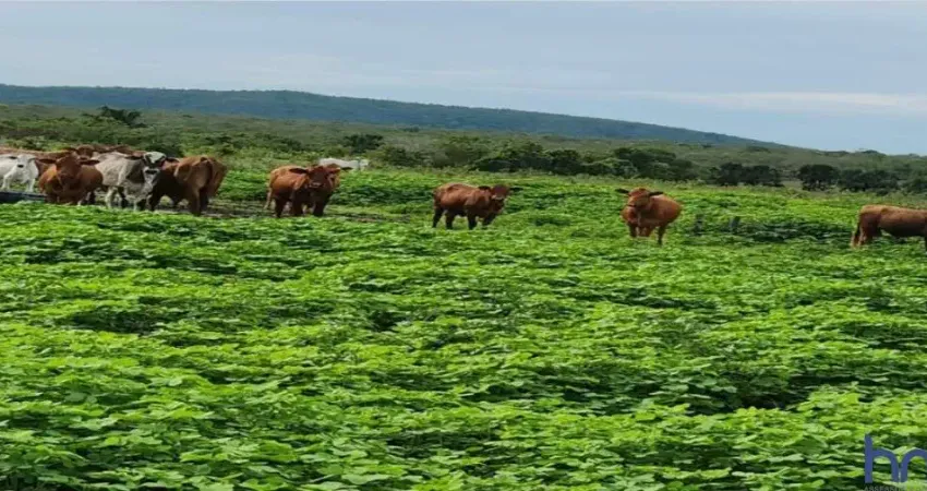 FAZENDA COM 1.043 ALQUEIRES DUPLA APTIDÃO EM SÃO VALÉRIO DA NATIVIDADE -TO