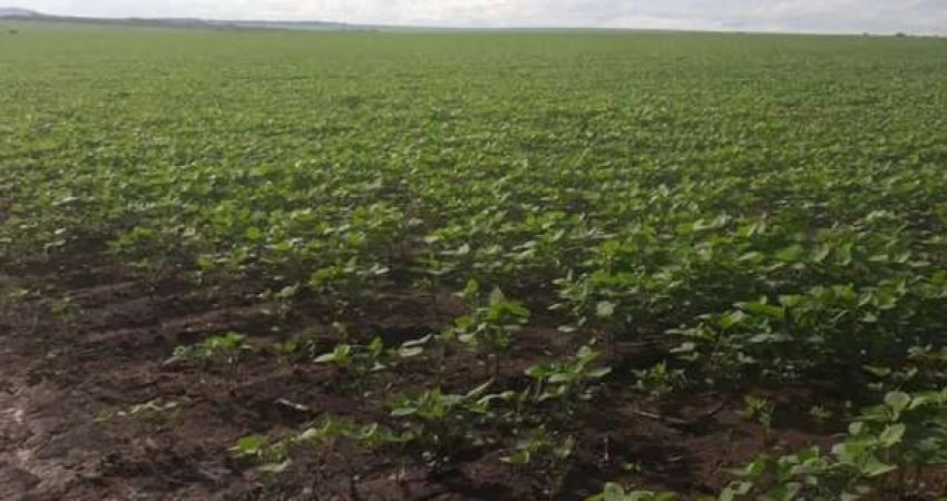 FAZENDA COM 220 ALQUEIRES DUPLA APTIDÃO EM PALESTINA - GO