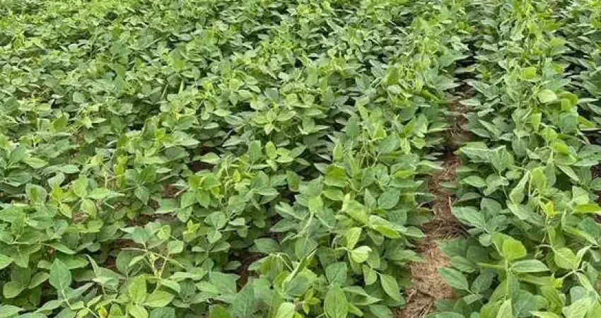 FAZENDA COM 207 HECTARES DUPLA APTIDÃO NO MUNICÍPIO DE SÃO ROQUE DE MINAS - MG