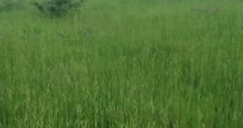 FAZENDA PARA PECUÁRIA COM 106 ALQUEIRES EM URUAÇU-GO