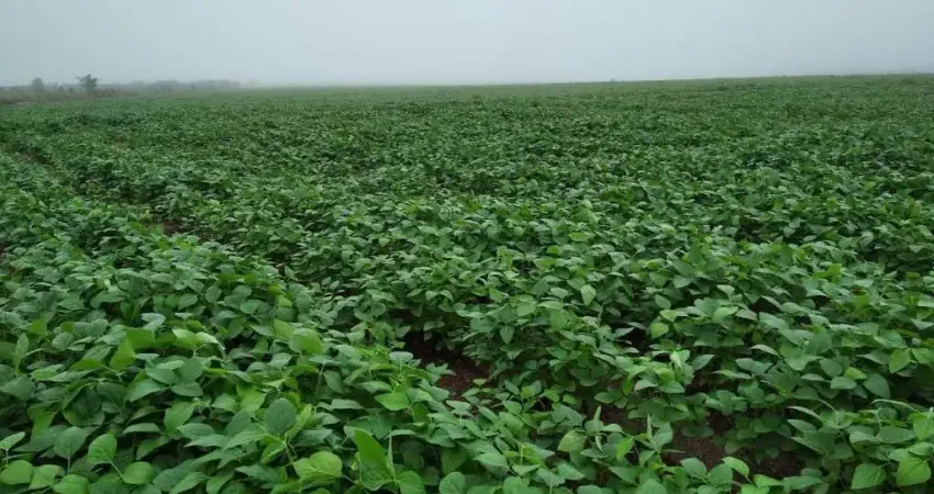 FAZENDA COM 500 HECTARES DUPLA APTIDÃO EM DOVERLÂNDIA - GO