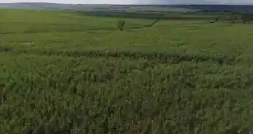 Fazenda com 306 alqueires de dupla aptidão com cana arrendada