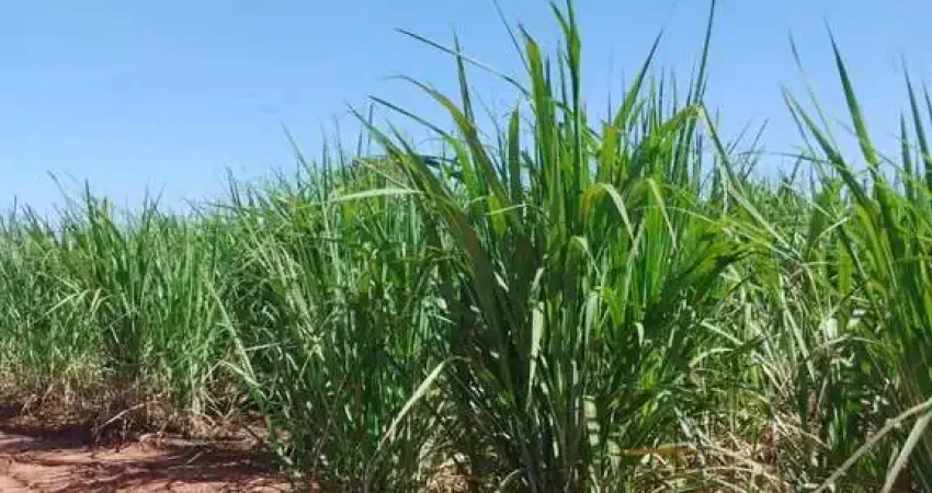 Fazenda à venda na Estrada Vicinal Municipal de Canápolis, Km 5,5, Zona Rural, Canápolis