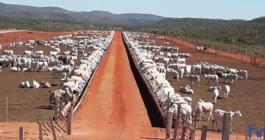 Fazenda com 610 alqueires de múltiplas aptidões em porto nacional-to