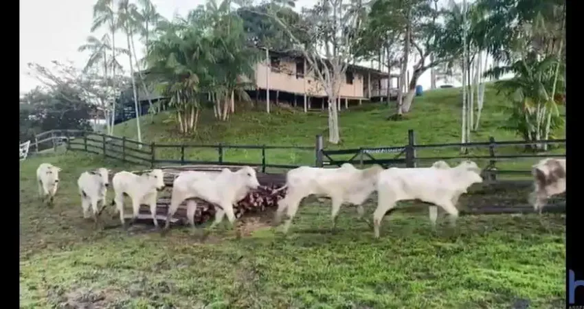 Fazenda de dupla aptidão com 1.033 alqueires em paragominas-pa
