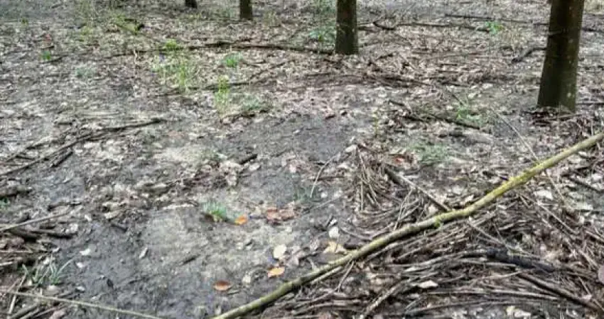 Ótima fazenda com seringueiras e mogno africano na região de araguaína no município de muricilândia-to