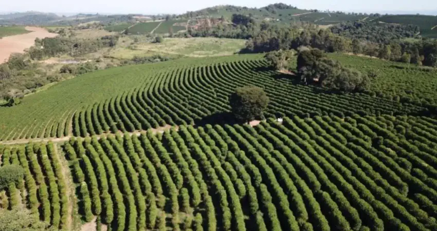 Fazenda prudutora de café de alta qualidade com 1.000 hectares em botelhos-mg