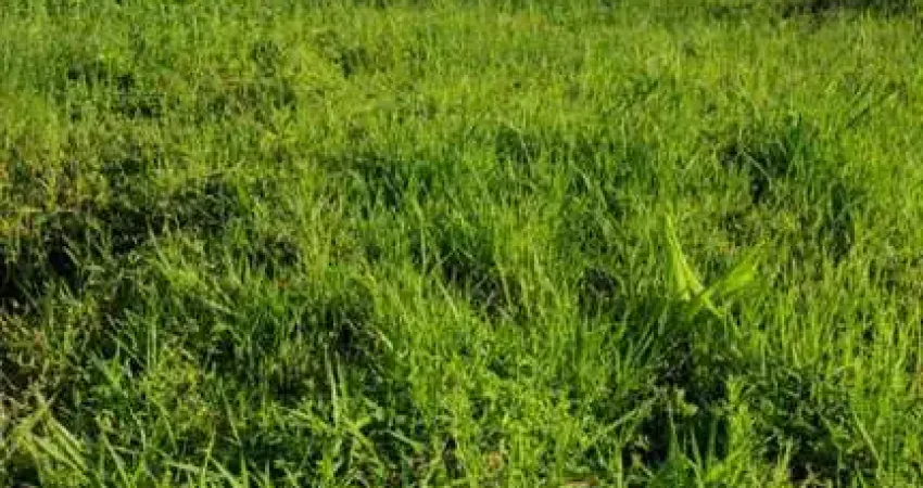 Terreno à venda no Jardim Umuarama, Itanhaém