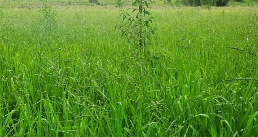 Fazenda / Sítios / Chácaras com 4 quartos à venda em Carmo De Minas