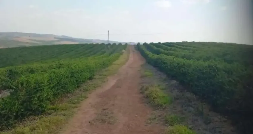 Fazenda / sítios / chácaras com 4 quartos à venda em bom sucesso