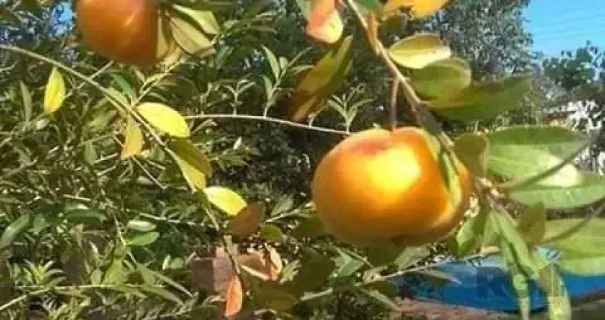 Casa em Condomínio 2 dormitórios à venda Águas Claras Viamão/RS