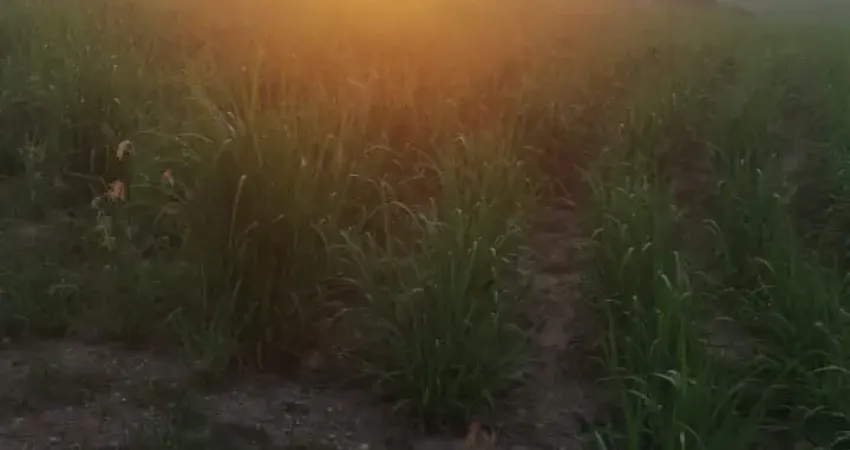 Chácara / sítio à venda na Rua 7 de Setembro, 100, Zona Rural, Saltinho