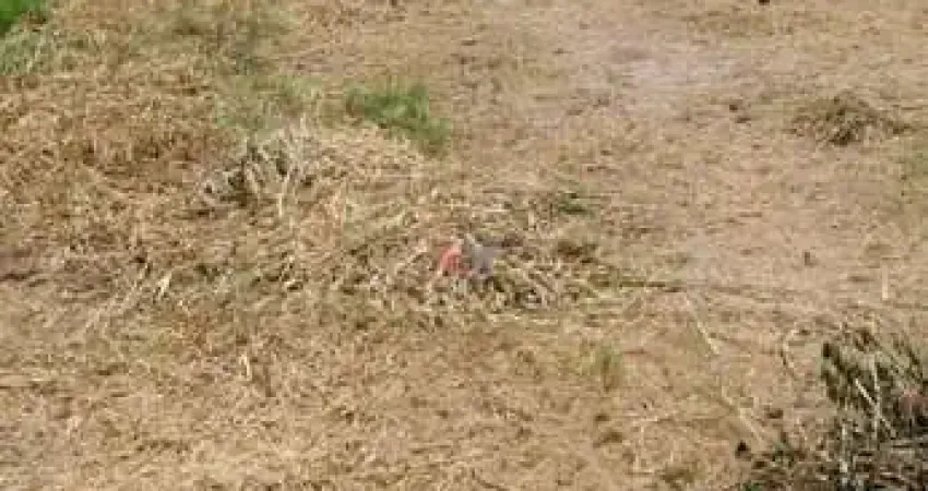Terreno à venda no Barigui, Araucária 