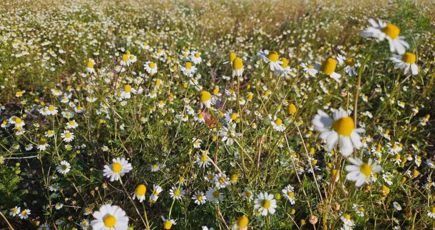 Fazenda / sítio para venda em campo magro de 48400.00m² com 1 quarto