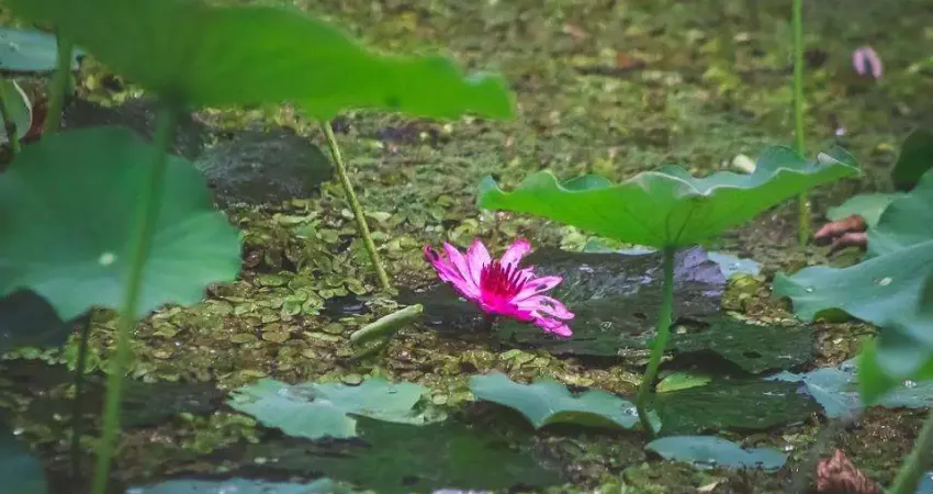 Fazenda / sítio para venda em vargem pequena de 84000.00m² com 1 quarto