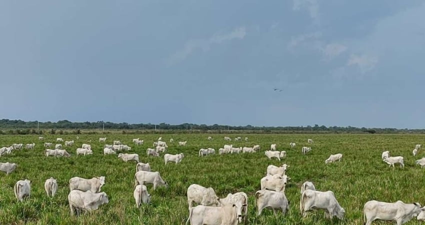 FAZENDA EXCELENTE COM ÓTIMA ESTRUTURA - MIRANDA/MS
