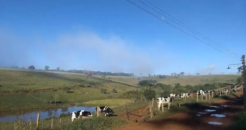 FAZENDA DE LATICÍNIOS E SUINICULTURA EM SÃO LOURENÇO - MG