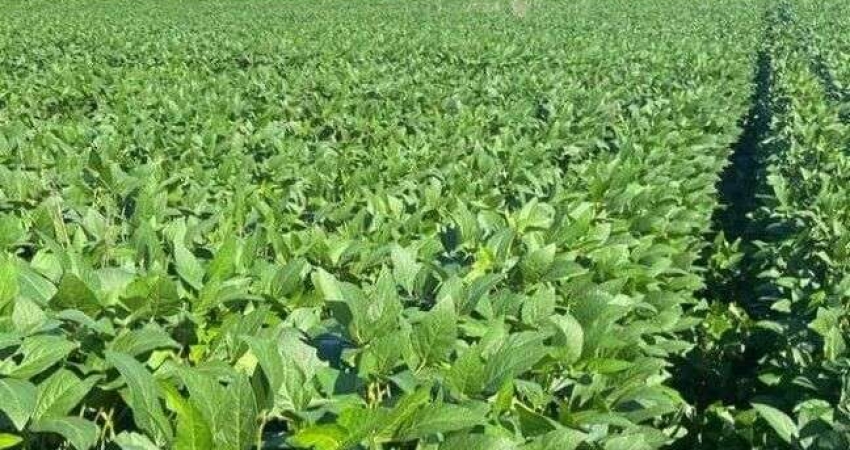 Fazenda à venda no Centro, Porto Alegre do Norte 