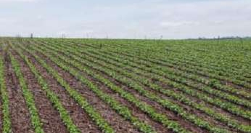 Fazenda à venda no Centro, Paranatinga 
