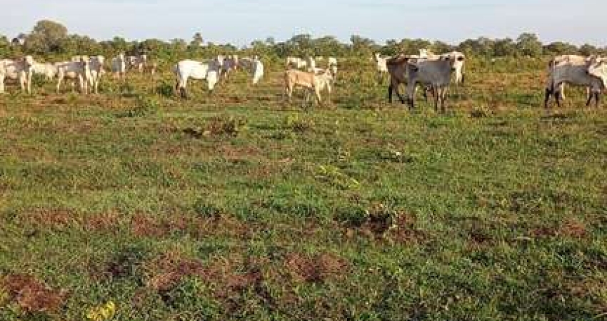 Fazenda à venda no Centro, São Félix do Araguaia 