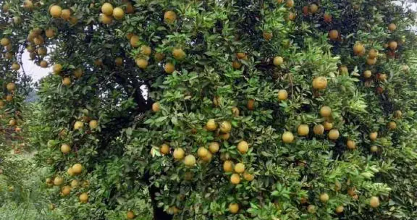 Fazenda à venda no Centro, Campina Verde 