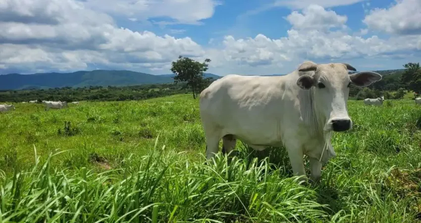 Fazenda à venda no Centro, Acorizal 