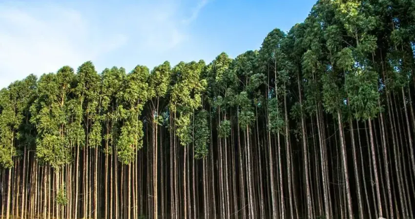 Fazenda à venda em Saraiva, Uberlândia