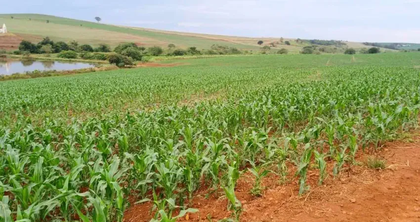 INVESTIMENTO RURAL DE ALTO NIVEL — 150 ALQUEIRES COM ALTO POTENCIAL AGRICOLA NO PR