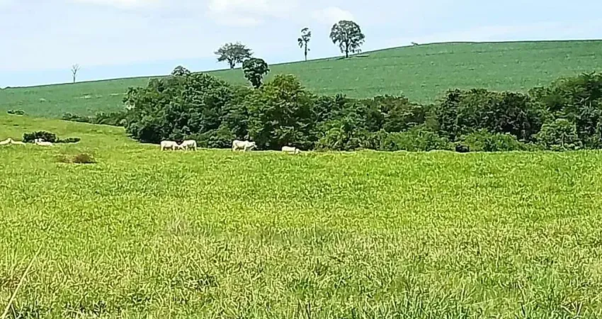 Fazenda à venda – 76 alqueires em pastagem – guaravera – distrito de londrina pr