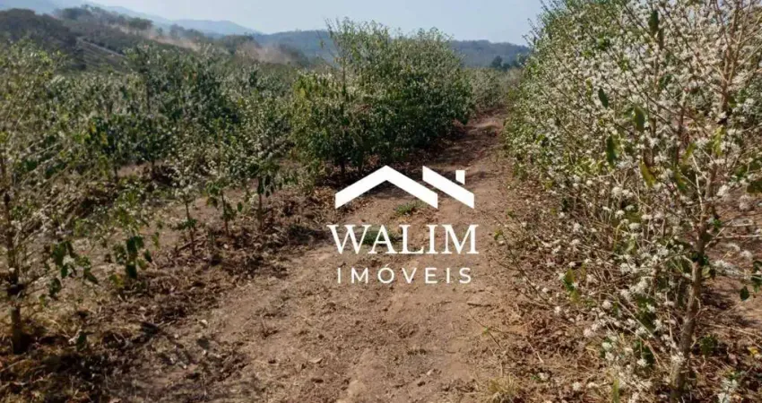 ?? Fazenda de Cafeeira à Venda, 72,60 Hectares, 150 mil pés de café – Campanha, MG