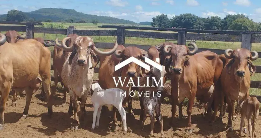 Fazenda pecuária leiteira de elite à venda em manga (mg), 4.000 ha, r$23 milhões