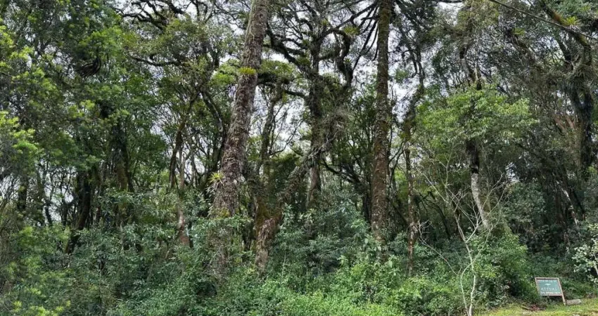 Terreno em condomínio fechado à venda na Rua José Pedro Piva, 18, Bosque Sinoserra, Canela