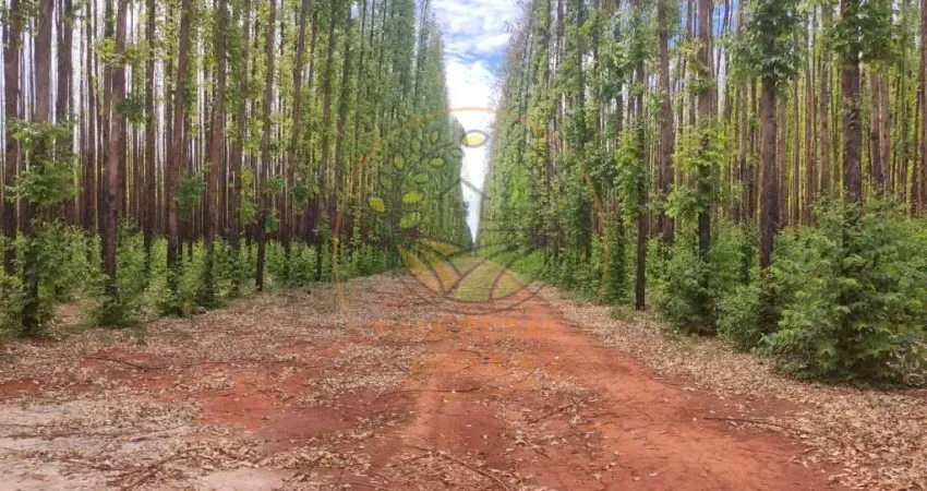 EXCELENTE! FAZENDA DE EUCALIPTO NO INTERIOR DE BELO HORIZONTE - MG  FA00271