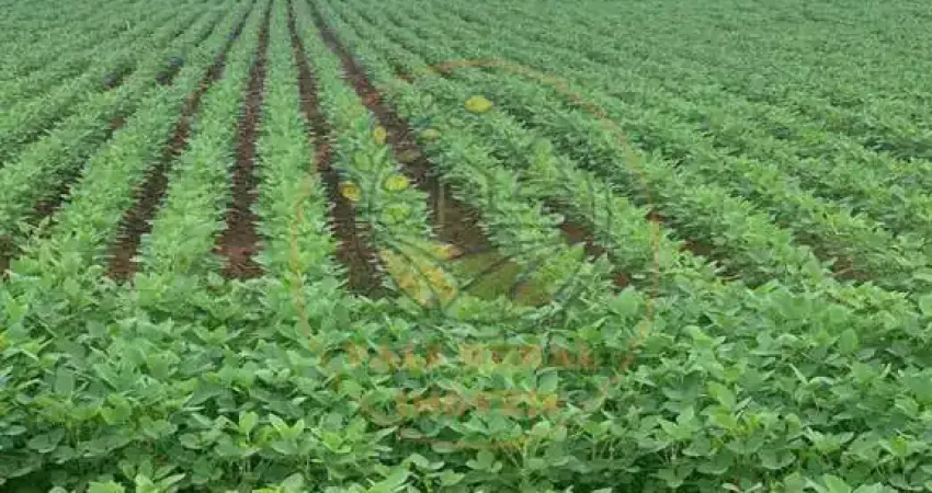 FAZENDA DE 804 ALQUEIRES EM NA REGIÃO DE ARARAQUARA - SP  FA00291